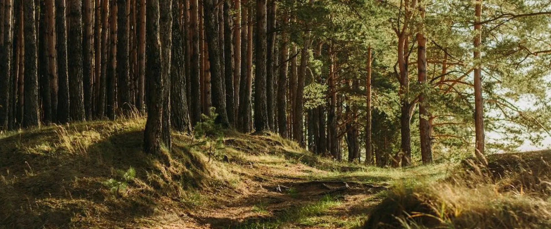 Sandy path winding through a sunlit pine forest